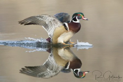Wood Duck drake landing. by Richard Goluch 